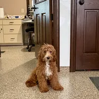 Henry F1, a male Cavapoo for sale in Nappanee, IN – Photo 3 of 6