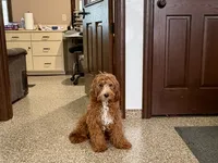 Henry F1, a male Cavapoo for sale in Nappanee, IN – Photo 3 of 6