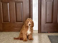 Henry F1, a male Cavapoo for sale in Nappanee, IN – Photo 2 of 6
