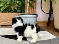 Jami , a female Lhasa Apso and Maltese for sale in Nappanee, IN – 8 of 8