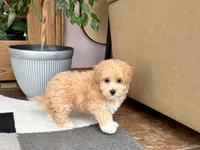 Tiny , a male Maltipoo for sale in Nappanee, IN – 8 of 9