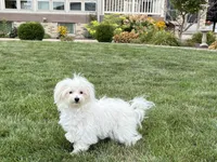 Layla, a female Maltese and Poodle - Toy  for sale in Nappanee, IN – 9 of 9