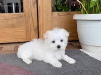 Marsh , a male Maltese for sale in Nappanee, IN – 6 of 8