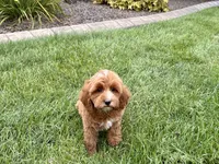 Dena, a female Cavapoo for sale in Nappanee, IN – 4 of 8