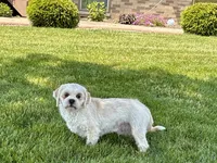 Beau, a male Lhasa Apso for sale in Nappanee, IN – 2 of 10