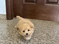 Tiny , a male Maltipoo for sale in Nappanee, IN – 4 of 8