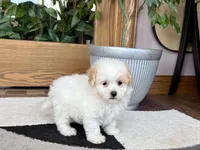 Gigi , a female Maltipoo for sale in Nappanee, IN – 8 of 9