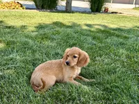 Jade, a female Cavapoo and Cockapoo for sale in Nappanee, IN – 7 of 8
