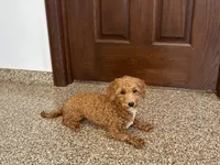 Henry , a male Havapoo for sale in Nappanee, IN – 9 of 10
