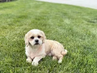 Tucker , a male Lhasa Apso for sale in Nappanee, IN – 3 of 6