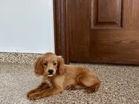 Kelly , a female Cavapoo and Cockapoo for sale in Nappanee, IN – 5 of 6