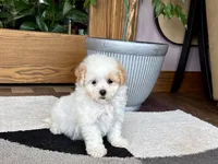 Gigi , a female Maltipoo for sale in Nappanee, IN – 2 of 9