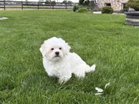 Beau , a male Lhasa Apso for sale in Nappanee, IN – 9 of 9