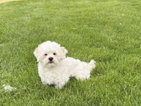 Beau , a male Lhasa Apso for sale in Nappanee, IN – 5 of 9