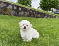 Beau , a male Lhasa Apso for sale in Nappanee, IN – 4 of 9