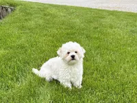 Beau , a male Lhasa Apso for sale in Nappanee, IN – 1 of 9