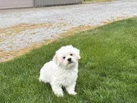 Beau , a male Lhasa Apso for sale in Nappanee, IN – 7 of 9