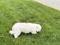 Beau , a male Lhasa Apso for sale in Nappanee, IN – 2 of 9