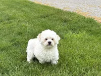 Beau , a male Lhasa Apso for sale in Nappanee, IN – 6 of 9