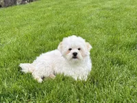 Beau , a male Lhasa Apso for sale in Nappanee, IN – 8 of 9