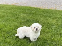 Beau , a male Lhasa Apso for sale in Nappanee, IN – 3 of 9