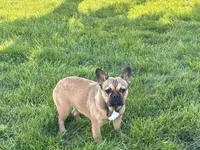 Sondra, a female French Bulldog for sale in Nappanee, IN – 5 of 10