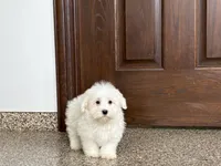 Colton , a male Coton de Tulear for sale in Nappanee, IN – 1 of 7