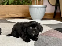 Jane , a female Lhasa Apso and Maltese for sale in Nappanee, IN – 8 of 8