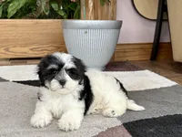 Jami , a female Lhasa Apso and Maltese for sale in Nappanee, IN – 4 of 8