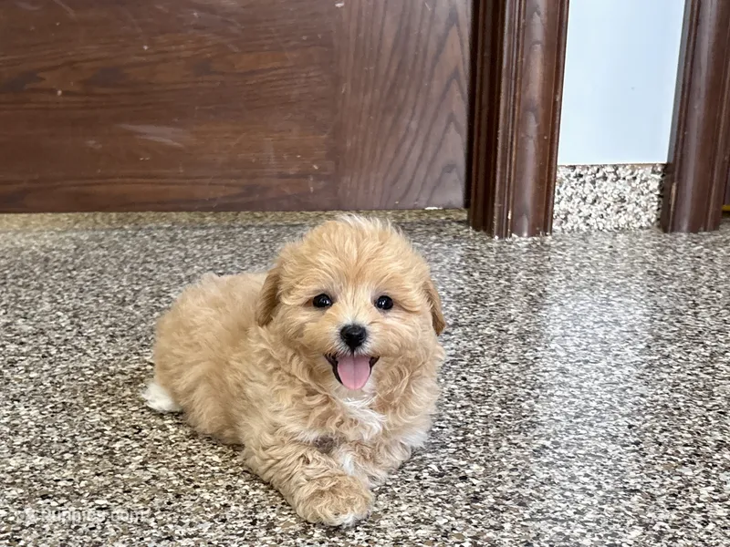 Tiny  – Maltipoo puppy for sale in Nappanee, IN
