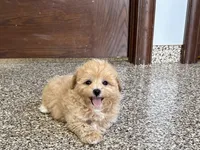 Tiny , a male Maltipoo for sale in Nappanee, IN – 1 of 8