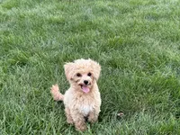 Tiny 2 , a male Maltipoo for sale in Nappanee, IN – 5 of 9
