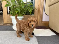 Ginger, a female Cavapoo and Poodle - Miniature  for sale in Nappanee, IN – 3 of 6