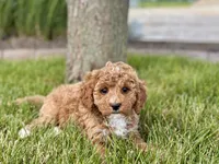 Larry F1b, a male Cockapoo for sale in Nappanee, IN – 8 of 9