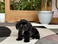 Jane , a female Lhasa Apso and Maltese for sale in Nappanee, IN – 5 of 8