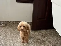 Pooton , a female Coton de Tulear and Poodle - Toy  for sale in Nappanee, IN – Photo 3 of 4