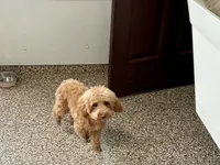 Pooton , a female Coton de Tulear and Poodle - Toy  for sale in Nappanee, IN – Photo 1 of 4