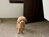 Pooton , a female Coton de Tulear and Poodle - Toy  for sale in Nappanee, IN – Photo 4 of 4