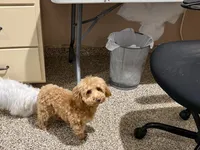Pooton , a female Coton de Tulear and Poodle - Toy  for sale in Nappanee, IN – Photo 2 of 4