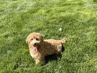 Shane, a male Maltipoo for sale in Nappanee, IN – 3 of 3