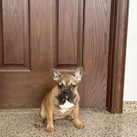 Sondra, a female French Bulldog for sale in Nappanee, IN – Photo 3 of 7