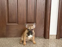 Sondra, a female French Bulldog for sale in Nappanee, IN – Photo 3 of 7