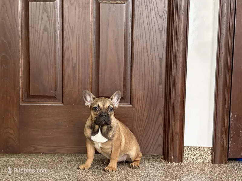 Sondra – French Bulldog puppy for sale in Nappanee, IN