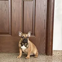 Sondra, a female French Bulldog for sale in Nappanee, IN – Photo 5 of 7