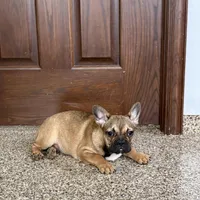 Sondra, a female French Bulldog for sale in Nappanee, IN – Photo 7 of 7