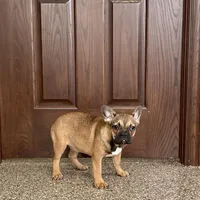 Sondra, a female French Bulldog for sale in Nappanee, IN – Photo 6 of 7