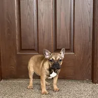 Sondra, a female French Bulldog for sale in Nappanee, IN – Photo 1 of 7