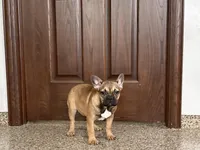 Sondra, a female French Bulldog for sale in Nappanee, IN – Photo 1 of 7