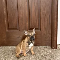 Sondra, a female French Bulldog for sale in Nappanee, IN – Photo 4 of 7