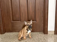 Sondra, a female French Bulldog for sale in Nappanee, IN – Photo 4 of 7
